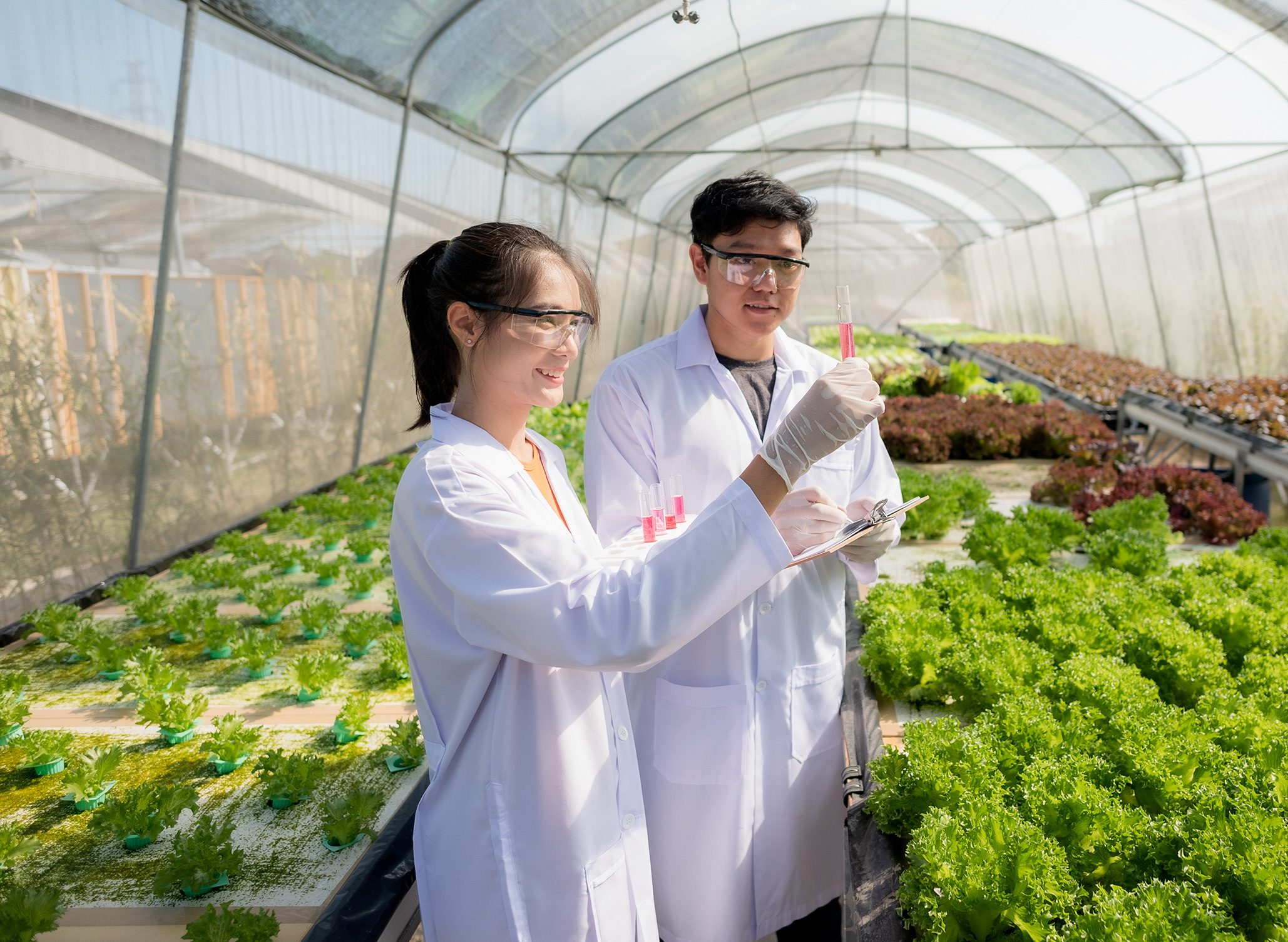 Two east-asian people in lab coats working in a poly tunnel